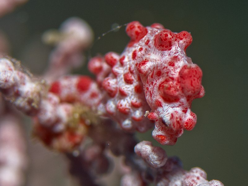 Pygmy Seahorse, Meno Slope